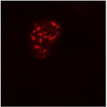 Immunocytochemistry - Anti-DDDDK Tag Antibody [F-tag-01] (A85906) - Antibodies.com