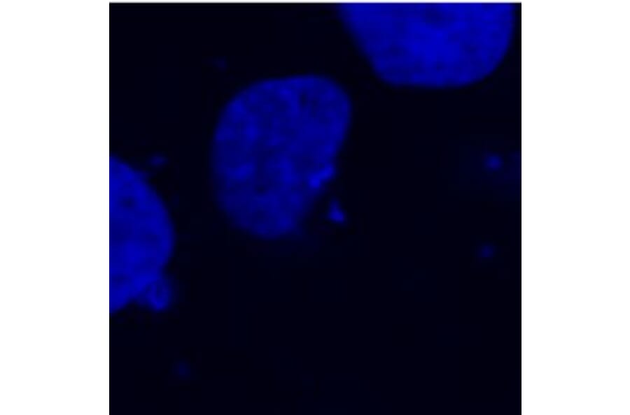 Immunocytochemistry - Anti-DDDDK Tag Antibody [F-tag-01] (A85900) - Antibodies.com