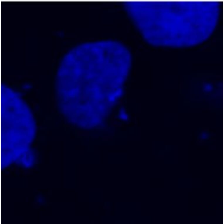 Immunocytochemistry - Anti-DDDDK Tag Antibody [F-tag-01] (A85900) - Antibodies.com