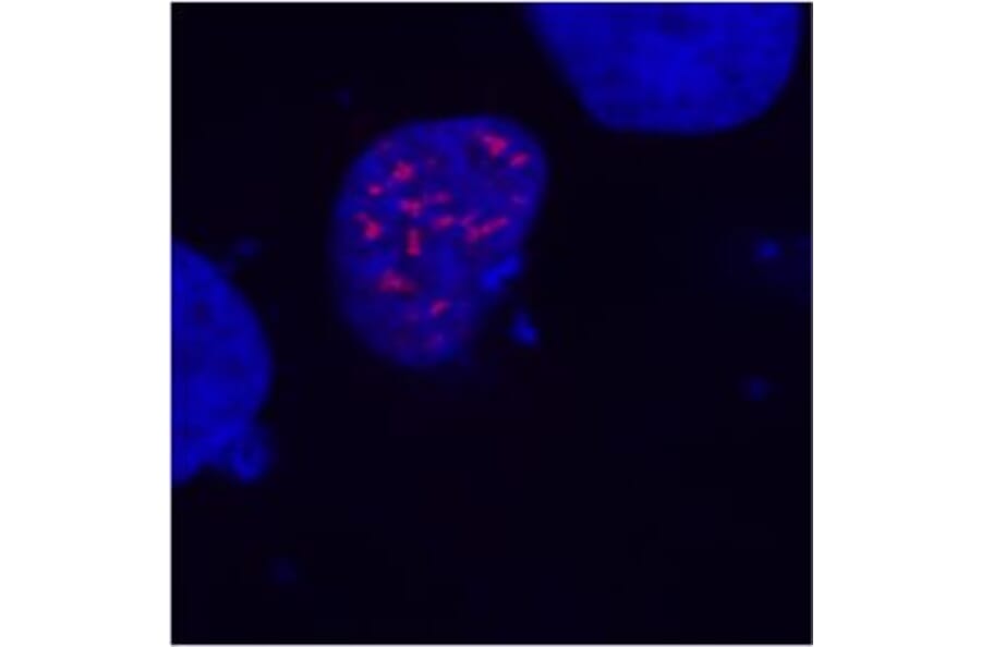 Immunocytochemistry - Anti-DDDDK Tag Antibody [F-tag-01] (A85906) - Antibodies.com