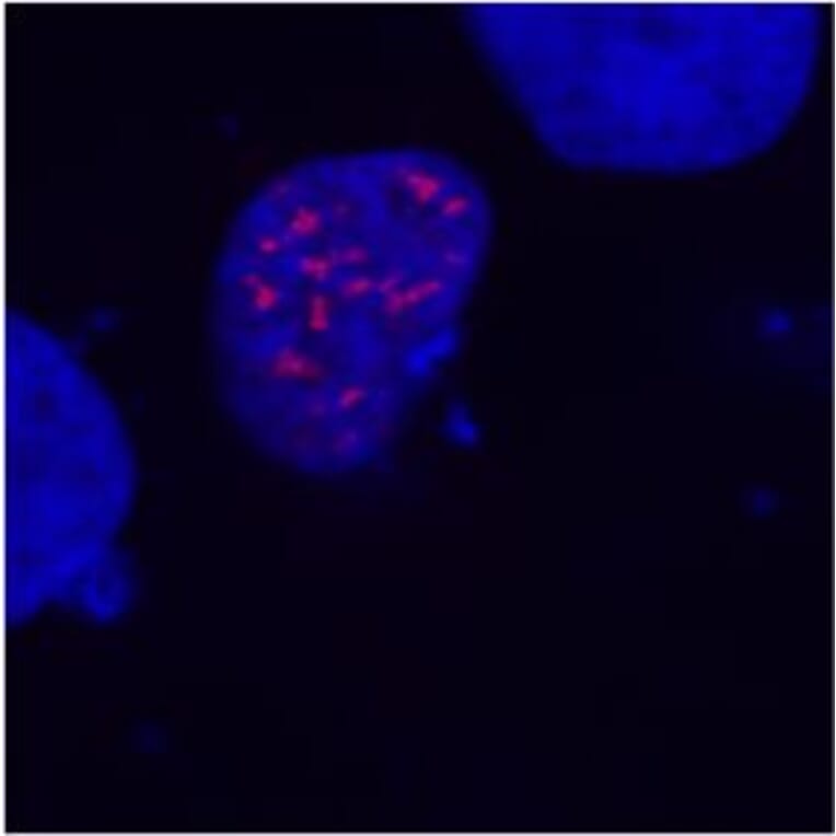 Immunocytochemistry - Anti-DDDDK Tag Antibody [F-tag-01] (A85906) - Antibodies.com