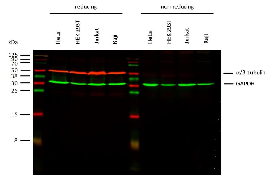 WB - Anti-alpha Tubulin + beta Tubulin Antibody [TU-10] (A85919)