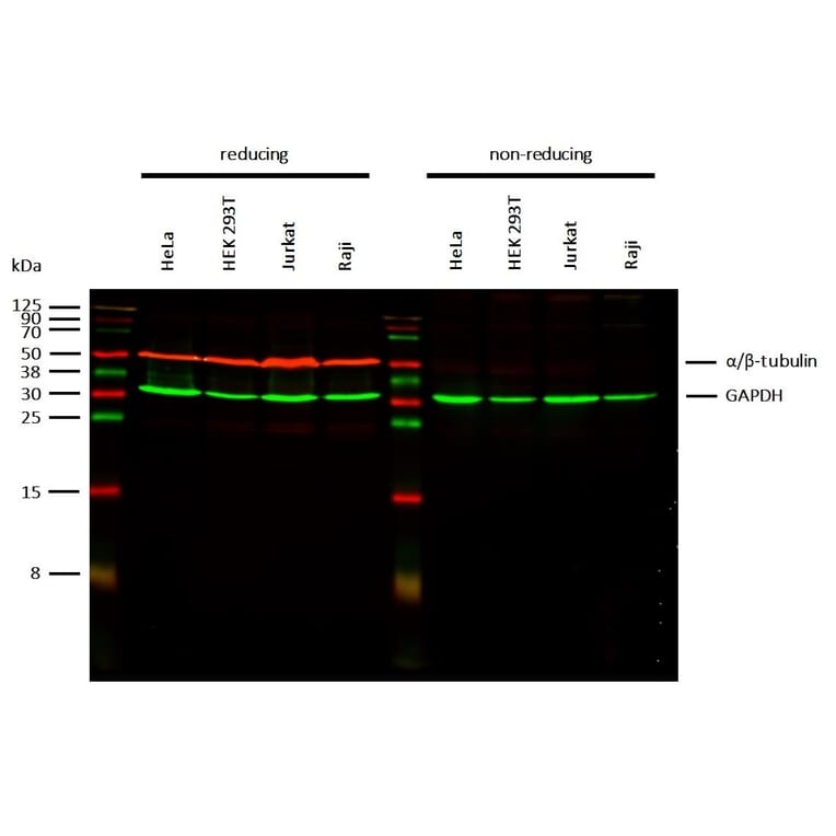 WB - Anti-alpha Tubulin + beta Tubulin Antibody [TU-10] (A85919)