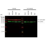 WB - Anti-alpha Tubulin + beta Tubulin Antibody [TU-10] (A85919)