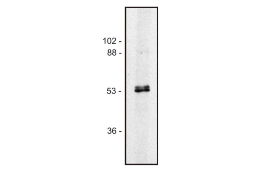 Western Blot - Anti-alpha Tubulin + beta Tubulin Antibody [TU-10] (A85917) - Antibodies.com