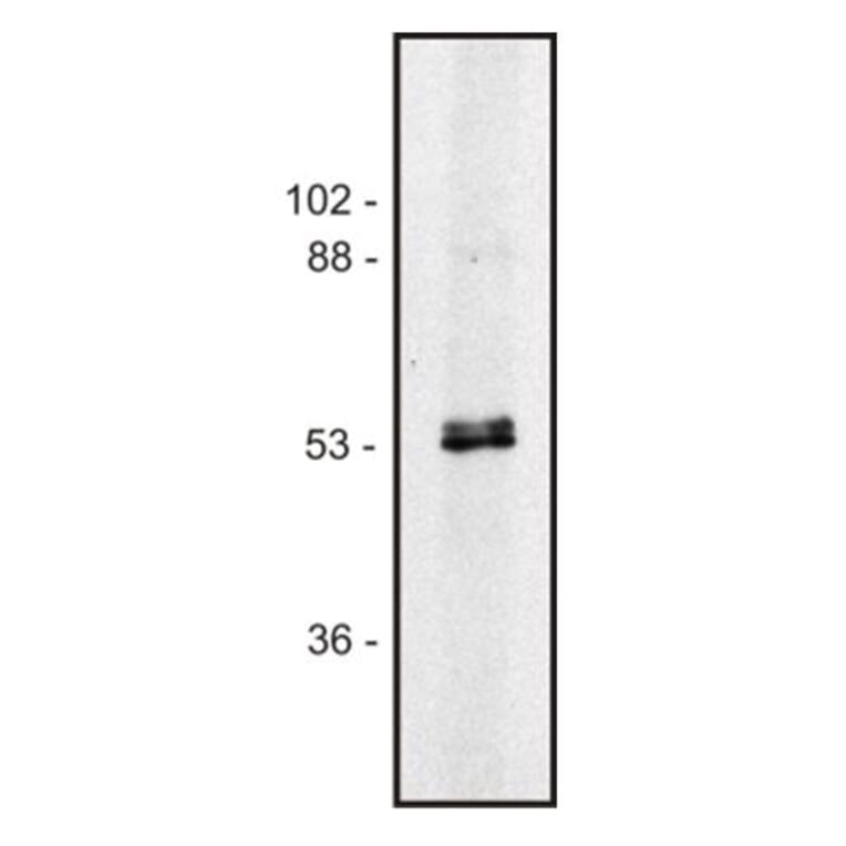 Western Blot - Anti-alpha Tubulin + beta Tubulin Antibody [TU-10] (A85917) - Antibodies.com