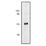 Western Blot - Anti-alpha Tubulin + beta Tubulin Antibody [TU-10] (A85917) - Antibodies.com