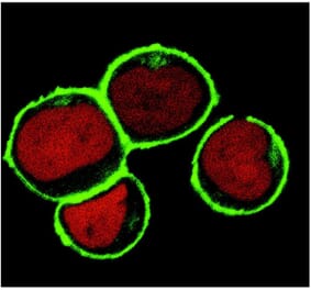 ICC - Anti-NTAL Antibody [NAP-07] (A85921)