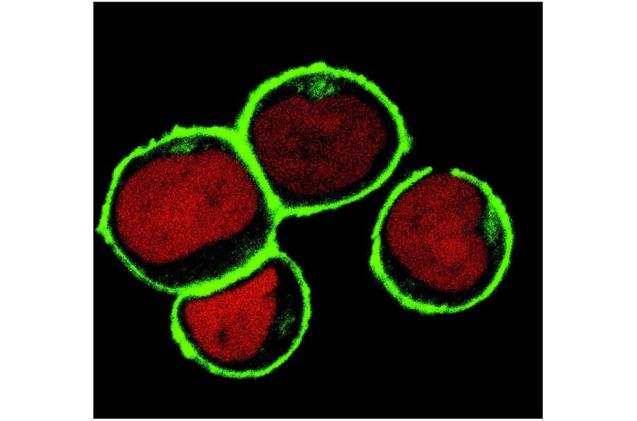 ICC - Anti-NTAL Antibody [NAP-07] (A85921)