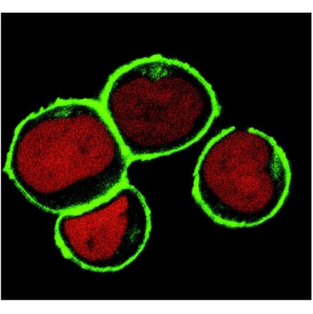 ICC - Anti-NTAL Antibody [NAP-07] (A85921)