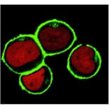 ICC - Anti-NTAL Antibody [NAP-07] (A85921)