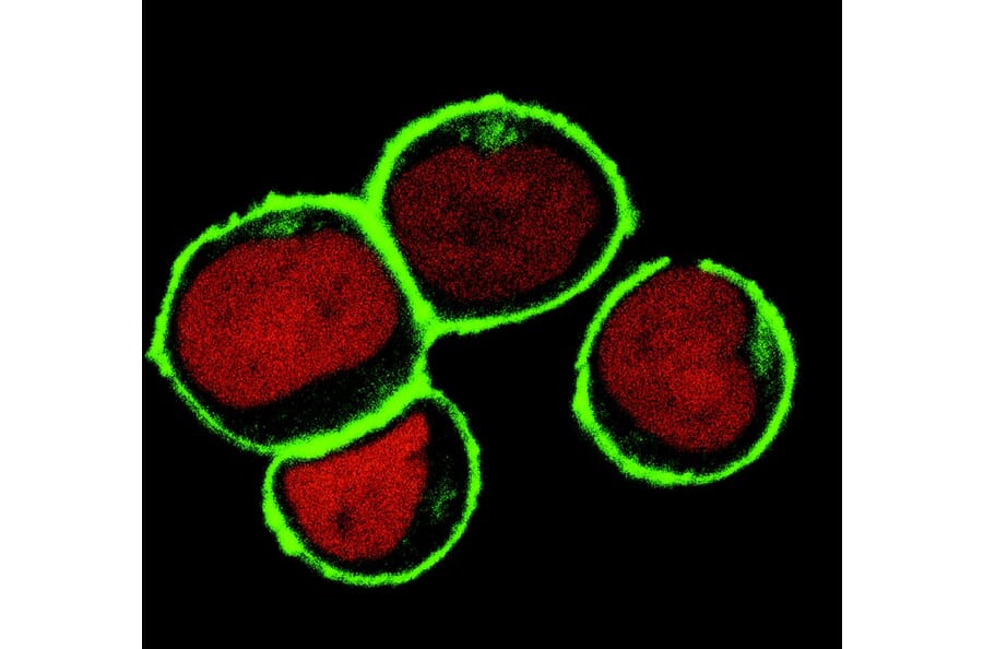 Immunocytochemistry - Anti-NTAL Antibody [NAP-07] (A85919) - Antibodies.com