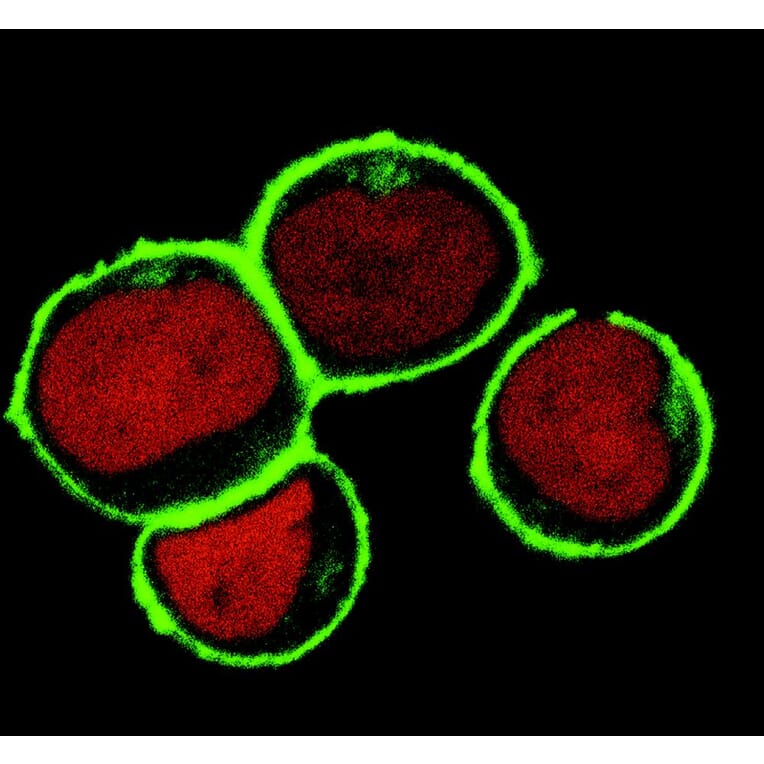 Immunocytochemistry - Anti-NTAL Antibody [NAP-07] (A85919) - Antibodies.com