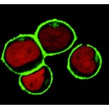 Immunocytochemistry - Anti-NTAL Antibody [NAP-07] (A85919) - Antibodies.com