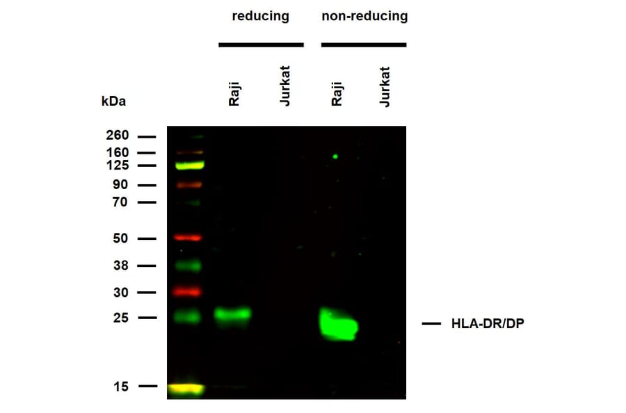 WB - Anti-HLA DR + HLA DP Antibody [HL-38] (A85931)