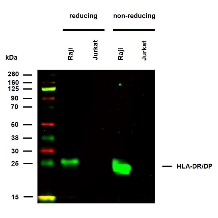 WB - Anti-HLA DR + HLA DP Antibody [HL-38] (A85931)