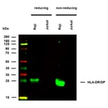 WB - Anti-HLA DR + HLA DP Antibody [HL-38] (A85931)