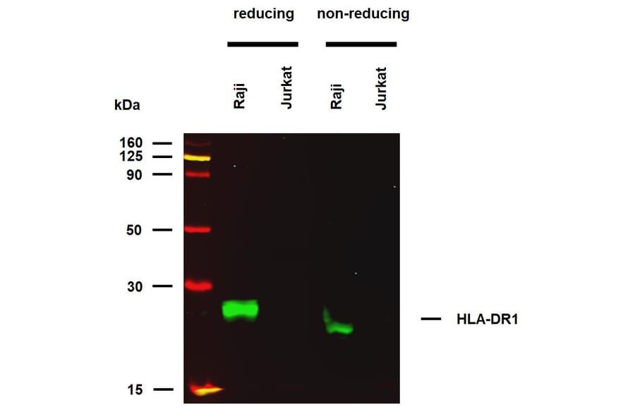 WB - Anti-HLA-DR Antibody [MEM-267] (A85933)