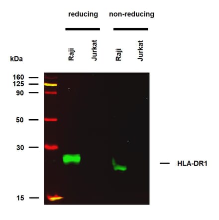 WB - Anti-HLA-DR Antibody [MEM-267] (A85933)