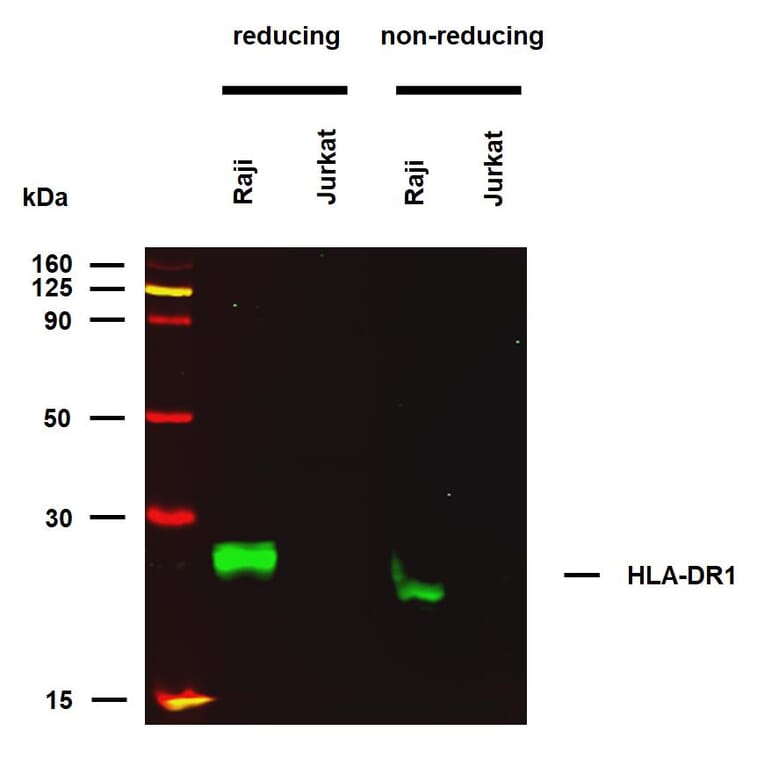 WB - Anti-HLA-DR Antibody [MEM-267] (A85933)