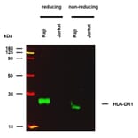 WB - Anti-HLA-DR Antibody [MEM-267] (A85933)