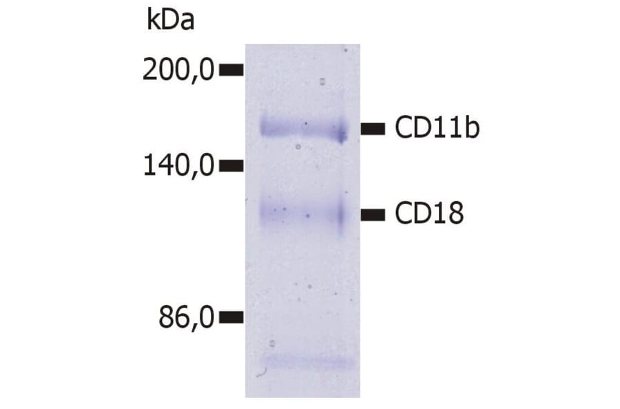 IP - Anti-CD11b Antibody [MEM-174] (A85944)