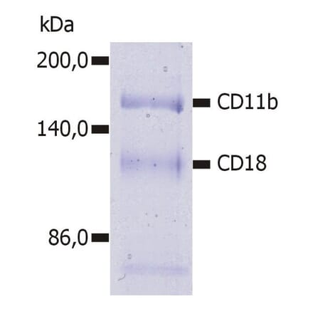 IP - Anti-CD11b Antibody [MEM-174] (A85944)