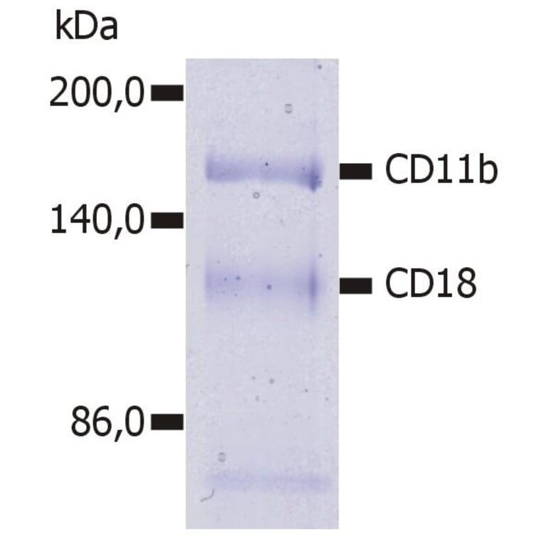 IP - Anti-CD11b Antibody [MEM-174] (A85944)
