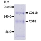 IP - Anti-CD11b Antibody [MEM-174] (A85944)