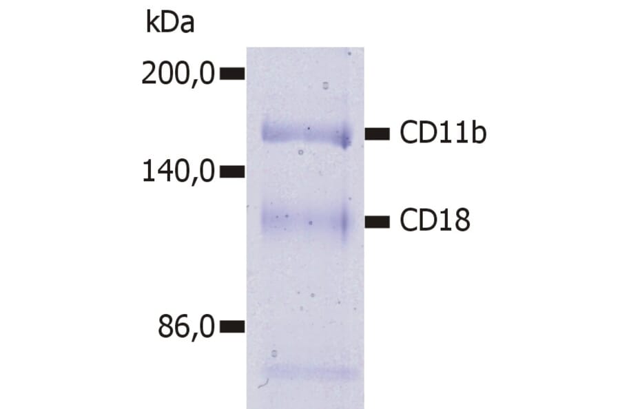 Immunoprecipitation - Anti-CD11b Antibody [MEM-174] (A85943) - Antibodies.com