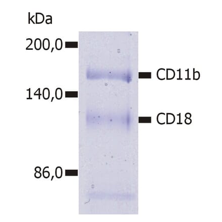 Immunoprecipitation - Anti-CD11b Antibody [MEM-174] (A85943) - Antibodies.com