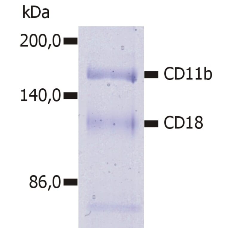 Immunoprecipitation - Anti-CD11b Antibody [MEM-174] (A85943) - Antibodies.com
