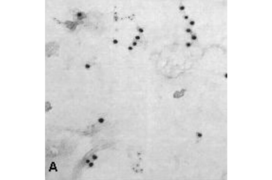 Immunocytochemistry - Anti-NTAL Antibody (A85962) - Antibodies.com