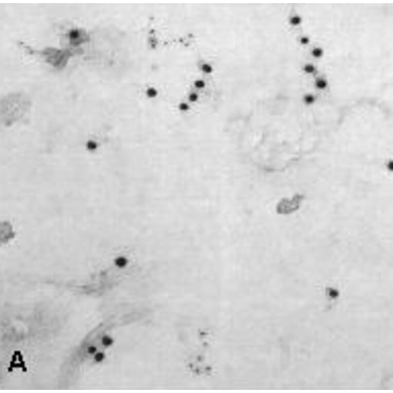 Immunocytochemistry - Anti-NTAL Antibody (A85962) - Antibodies.com