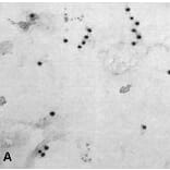Immunocytochemistry - Anti-NTAL Antibody (A85962) - Antibodies.com