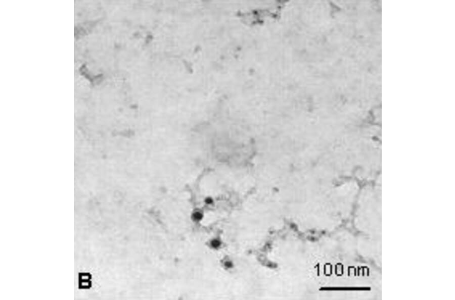 Immunocytochemistry - Anti-NTAL Antibody (A85965) - Antibodies.com