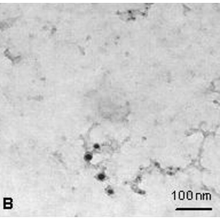 Immunocytochemistry - Anti-NTAL Antibody (A85965) - Antibodies.com