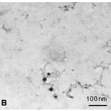 Immunocytochemistry - Anti-NTAL Antibody (A85965) - Antibodies.com