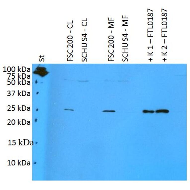 Western Blot - Anti-F. tularensis ssp. holarctica FTL0187 Antibody (A85973) - Antibodies.com