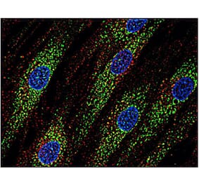 ICC - Anti-CD63 Antibody [MEM-259] (A85976)
