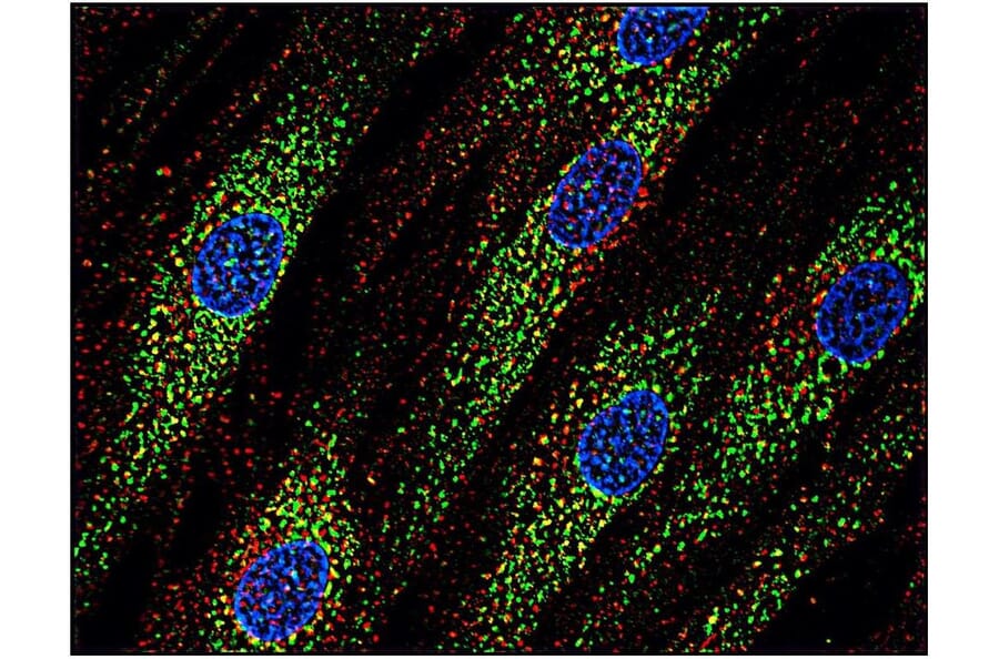 ICC - Anti-CD63 Antibody [MEM-259] (A85976)