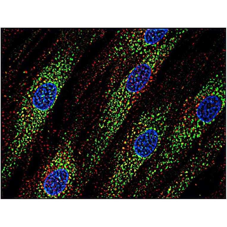 ICC - Anti-CD63 Antibody [MEM-259] (A85976)