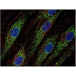 ICC - Anti-CD63 Antibody [MEM-259] (A85976)