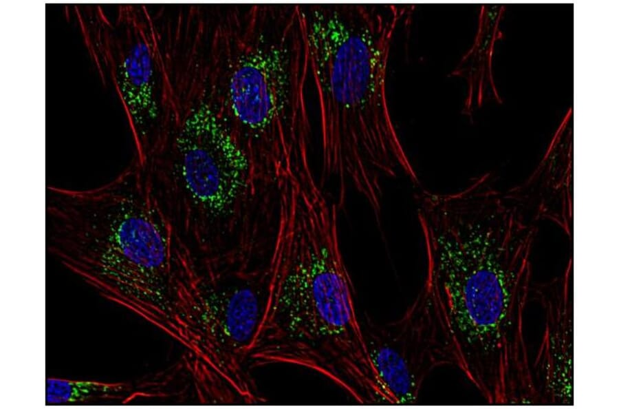 ICC - Anti-CD63 Antibody [MEM-259] (A85976)