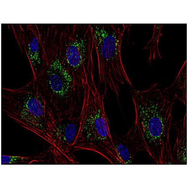ICC - Anti-CD63 Antibody [MEM-259] (A85976)