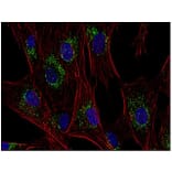 ICC - Anti-CD63 Antibody [MEM-259] (A85976)