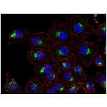 ICC - Anti-CD63 Antibody [MEM-259] (A85976)