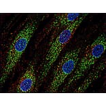 Immunocytochemistry - Anti-CD63 Antibody [MEM-259] (A85976) - Antibodies.com