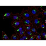Immunocytochemistry - Anti-CD63 Antibody [MEM-259] (A85976) - Antibodies.com