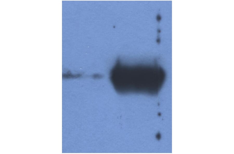WB - Anti-Bovine IgG Light Chain Antibody [IVA285-1] (A85977)
